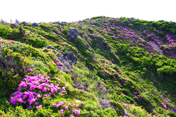 제주에 있는 한라산의 풍경이다.
