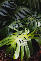 Obraz premium Green leaves of Monstera philodendron, plant growing in botanical garden, tropical forest plants, evergreen vines abstract background.