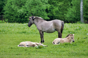 Naklejka na ściany i meble Polish little wild horses i.e tarpans mare and foals in its natural environment.