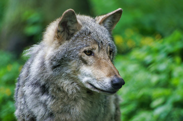 Close up of wild grey wolf in Polish forest.