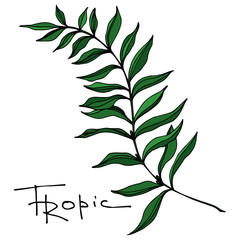 Vector Palm beach tree leaves jungle botanical. Black and white engraved ink art. Isolated leaf illustration element.