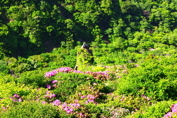제주에 있는 한라산의 풍경이다