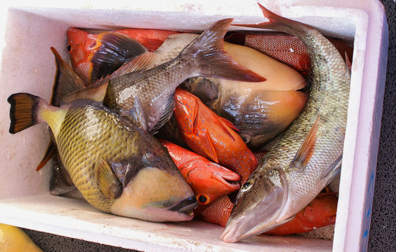 Close up of coral fishes caught by a fisherman with a fishing rod