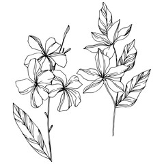 Vector Palm beach tree leaves. Black and white engraved ink art. Isolated leaves illustration element.