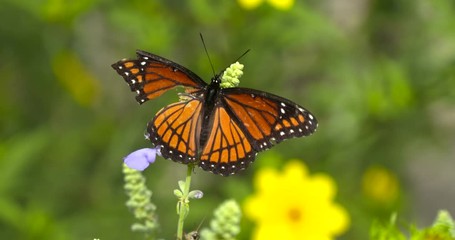 viceroy broken wing butterfly