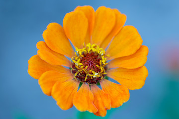 Zinnia elegans yellow orange flower on a blurred blue background