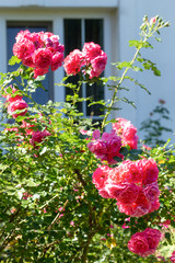 Garden rose bush on the background of a house window