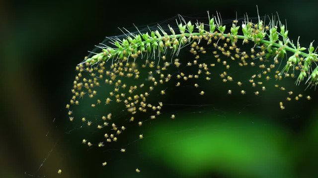 Group of newly hatched baby spiders running at the web on a jungle rice grass