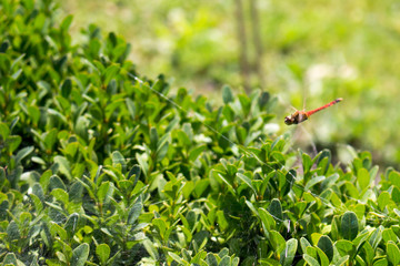 Fototapete bei efototapeten.de bestellen   