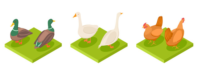 Isometric poultry vector. Hen, duck and goose 3d illustration. Goose and duck, rooster farming isolated