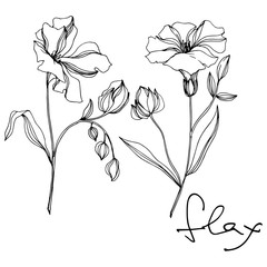 Vector Flax floral botanical flowers. Black and white engraved ink art. Isolated flax illustration element.