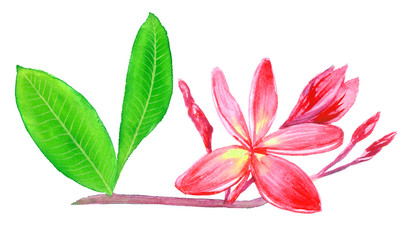 Plumeria rubra (acuminata, acutifolia, lutea, rangipani, red paucipan, red-jasmine, red frangipani, common frangipani, temple tree) twig, isolated hand painted watercolor illustration. design element 