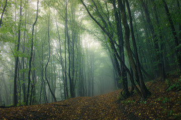 Fototapeta na wymiar green forest path in fog