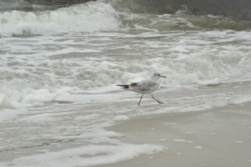 seagull on the beach