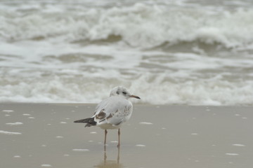 seagull on the beach
