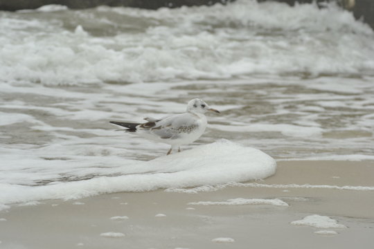 seagull on the beach