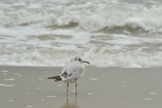 seagull on the beach