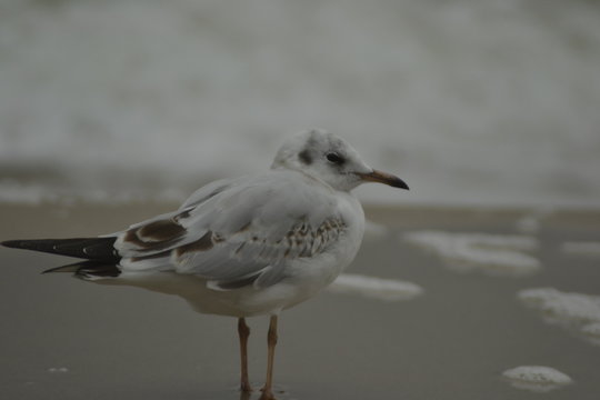 seagull on the beach