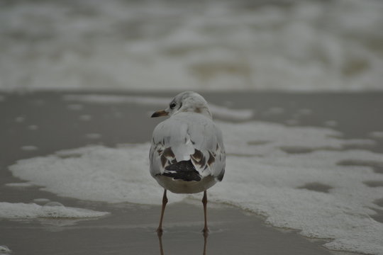 seagull on the beach