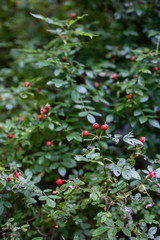 Obraz premium Red Berries in Bush