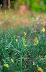 green grass and flowers