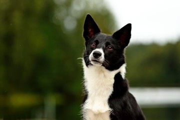 A beautiful border collie following her owner. She has an alert expression