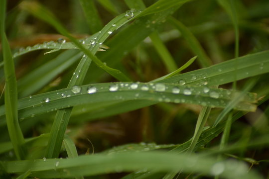 dew on the grass