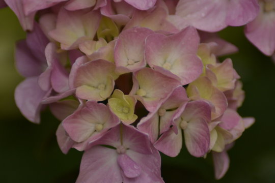 pink flower