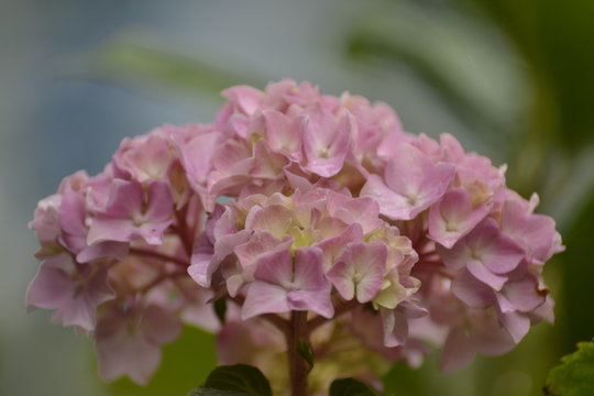 pink flower in the garden