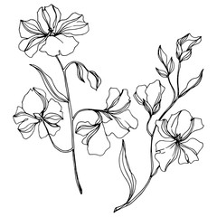 Vector Flax floral botanical flowers. Black and white engraved ink art. Isolated flax illustration element.