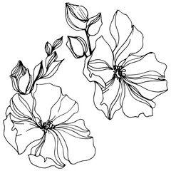 Vector Flax floral botanical flowers. Black and white engraved ink art. Isolated flax illustration element.