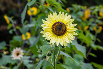 Sunflower with Bee