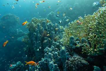 Korallengarten mit bunten Fischen