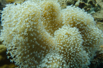 Weichkoralle  © SteveMC