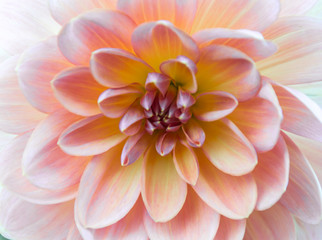 Soft Dahlia
