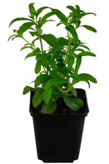 Isolated potted candyleaf herb plant