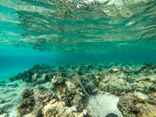 Underwater background of Red Sea and free space for your decoration. 
