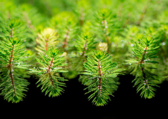 Watermilfoil plants in a pond