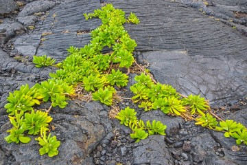 growth on rocks