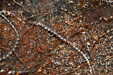 Steel scrap materials recycling. Aluminum chip waste after machining metal parts on a cnc lathe. Closeup twisted spiral steel shavings. Small roughness sharpness, possible granularity, blurred focus