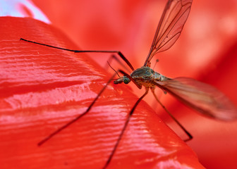 Spindly crane fly (Tipulidae) insect perched on a bright red outdoor toy inflatable. 
