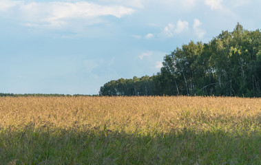 landscape of agricultural field with forest and clouds