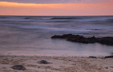 turtles at sunset