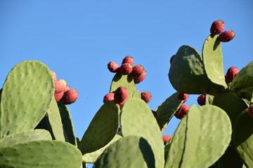 Cactus plant and red prickly pears