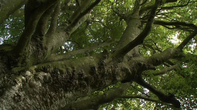 Steady, low angle, medium close up shot up a tree show its limbs.
