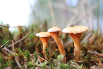 a group of three little brown mushrooms closeup in the forest