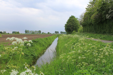 a ditch with cow parsely in the dutch countryside in springtime