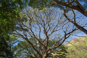 green african trees and vegetation in Mauritius