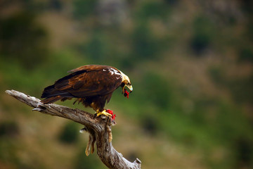 The Spanish imperial eagle (Aquila adalberti), also known as the Iberian imperial eagle, Spanish or Adalbert's eagle sitting with prey on the branch. Imperial eagle  with mountains in the background.