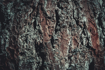 The texture of the bark of a tree. A tree in the forest.